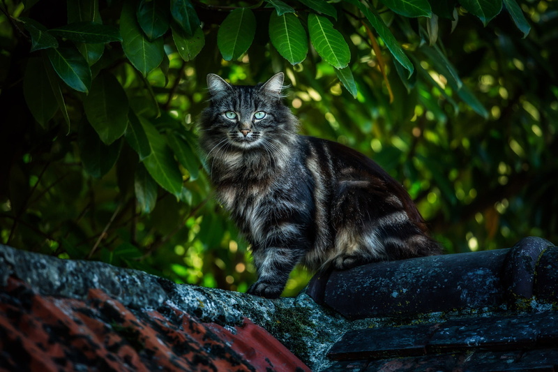 1080P, leaves, plants, rooftops, cat, animals