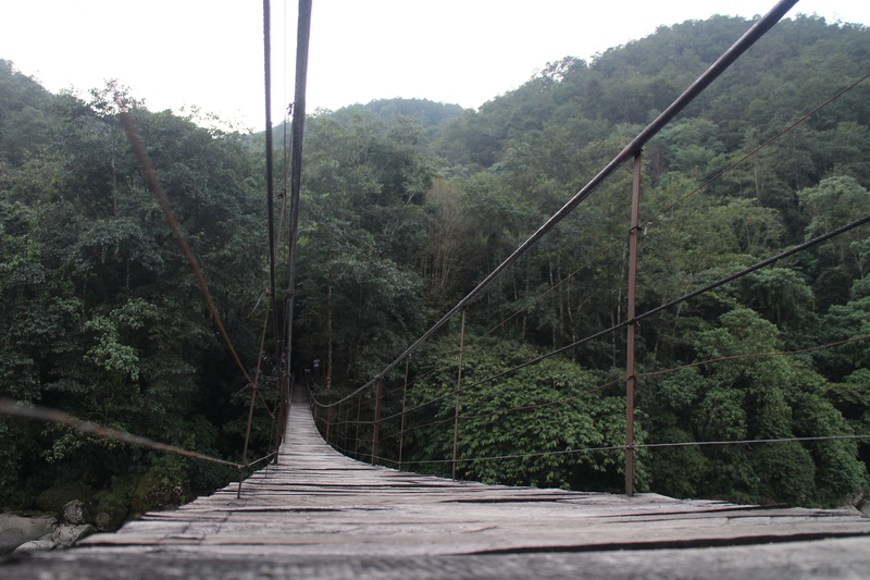 tree, nature, landscape, wooden, foliage, transportation, the way forward, plant, brown, day, wooden bridge, trees, near, connection, 5K, hanging bridge