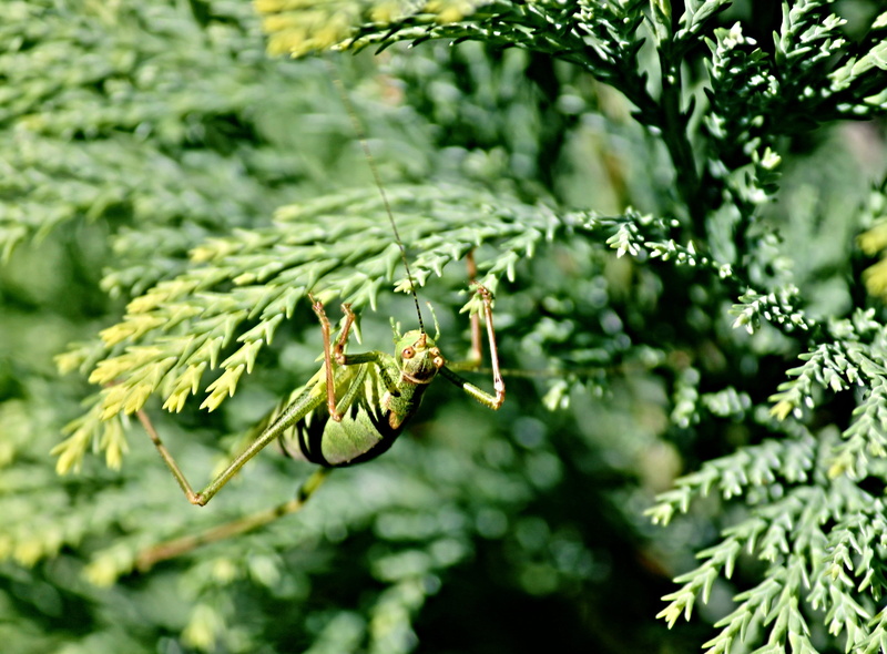 animal world, plant, hanging, coniferous tree, dotted delicate insect, grasshopper, nature, hexapoda, growth, focus on foreground, dotted, insect, pine tree