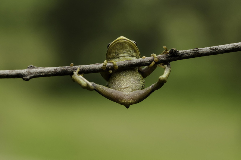 day, 1080P, macro, plant, animal, legs, focus on foreground, frog, safety, one animal, animal themes, security, green color, no people, gray, green, branch