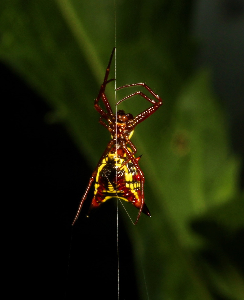 hanging, spider, web, animal body part, plant part, beauty in nature, one animal, day, hang, animal themes, colorful, leaf, invertebrate, 1080P, animals in the wild