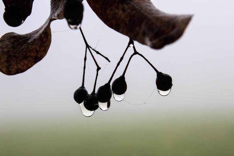 studio shot, one animal, animal leg, fog, seeds, leaf, white background, day, spinnfaden, no people, close-up, animal themes, drop of water, 5K, indoors