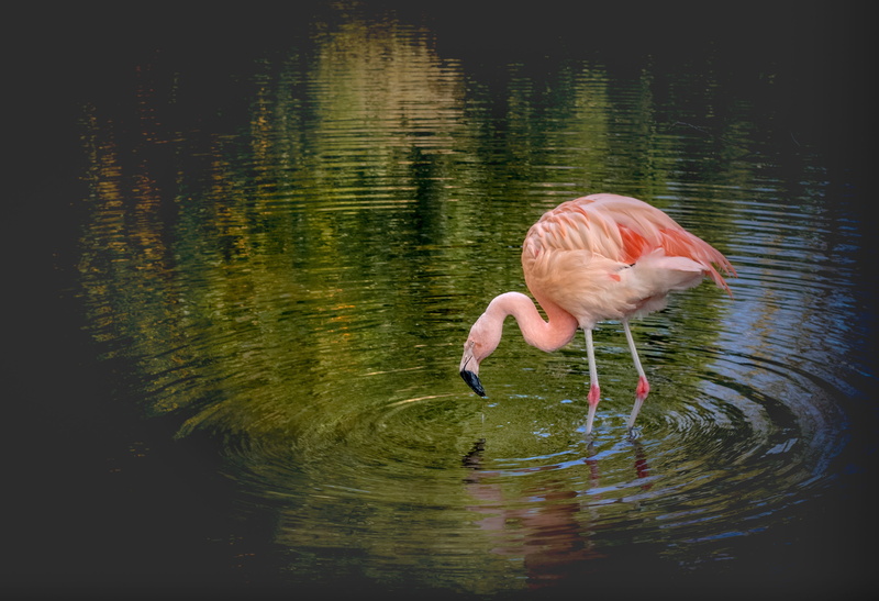 wildlife, waterfront, one animal, pink, white, animals in the wild, mirror, color, exotic, wild, no people, flamingo, feather, nature, beak, lake, animal neck
