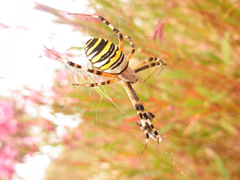 beauty in nature, 1080P, scary, leg, horror, invertebrate, arachnophobia, thread, bug, arachnid, one animal, pest, silk, predator, day, animal themes