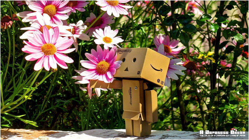 Japan, Mount Fuji, amazon, Cherry Blossom, Spring, Osaka, 720P, danbo, Tokyo, Japanese