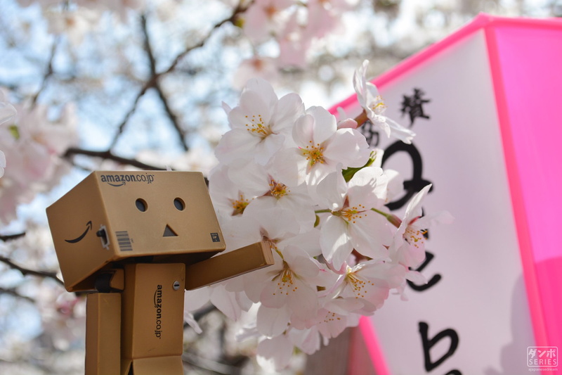 day, flower, vulnerability, beauty in nature, tree, blossom, plant, springtime, growth, fragility, focus on foreground, flower head, cherry tree, petal