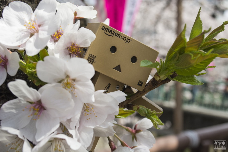 flowering plant, fragility, white color, growth, focus on foreground, springtime, blossom, nature, 1080P, flower head, no people, freshness, plant, cherry blossom