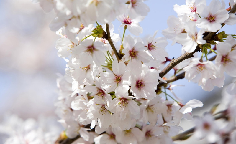 Spring, white color, flowers, twig, bunch of flowers, day, blossom, japanese, close-up, no people, freshness, pollen, japan, japanese cherry blossoms, Japan