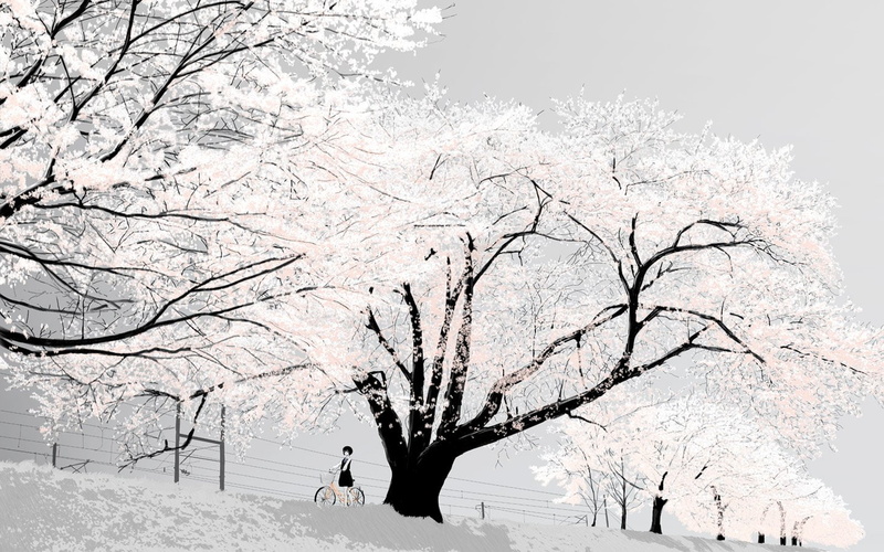 abstract, blossom, textures, 1440x900 px, 720P, cherry blossom, art, x, cherry, bright, japan, hd, px