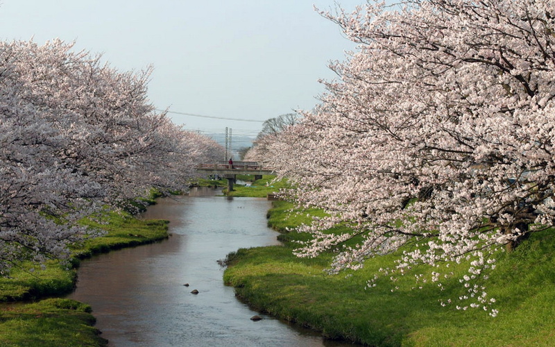 trees, flowered trees, blossoms, 1080P, flowered, art, Flowers, japan, hd, spring, nature, cherry, cherry blossoms, Rivers