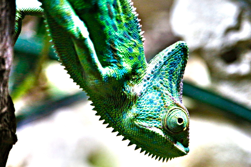 close, eye, terrarium, closeup, photo, animal world, close-up, lizard, outdoors, focus on foreground, exotic, yemen chameleon, animal eye, nature, iguana