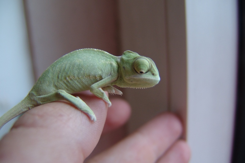human body part, finger, reptile, unrecognizable person, animal wildlife, care, yemen chameleon, real people, close, hand, focus on foreground, vertebrate