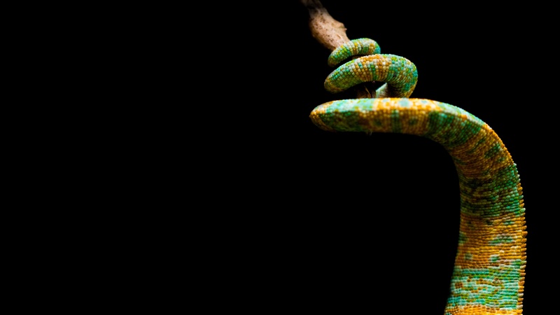 background, tail, branch, yellow, animal scale, black, green color, animal, yemen chameleon, insect eater, cold blooded animals, studio shot, animal body part