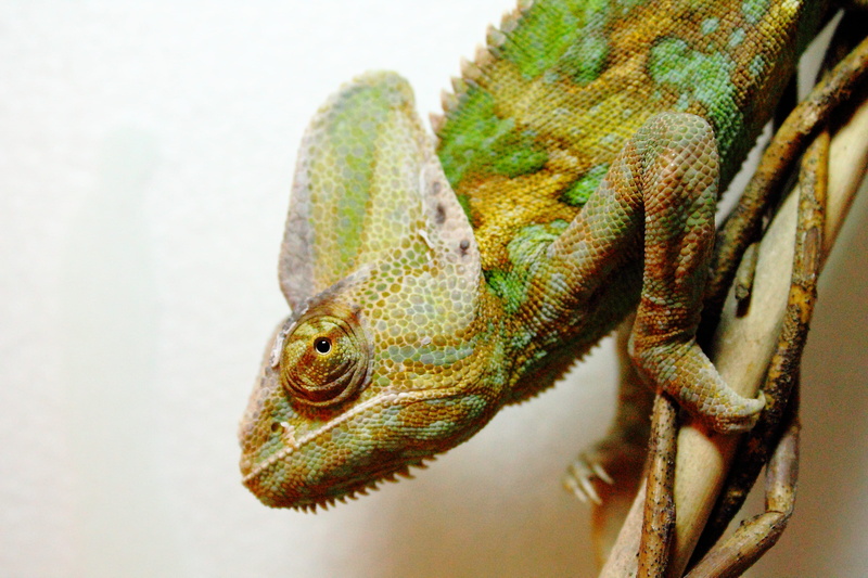 side view, animal body part, 4K, vertebrate, one animal, green, chameleon, indoors, reptile, animal wildlife, focus on foreground, yemen chameleon, animal head