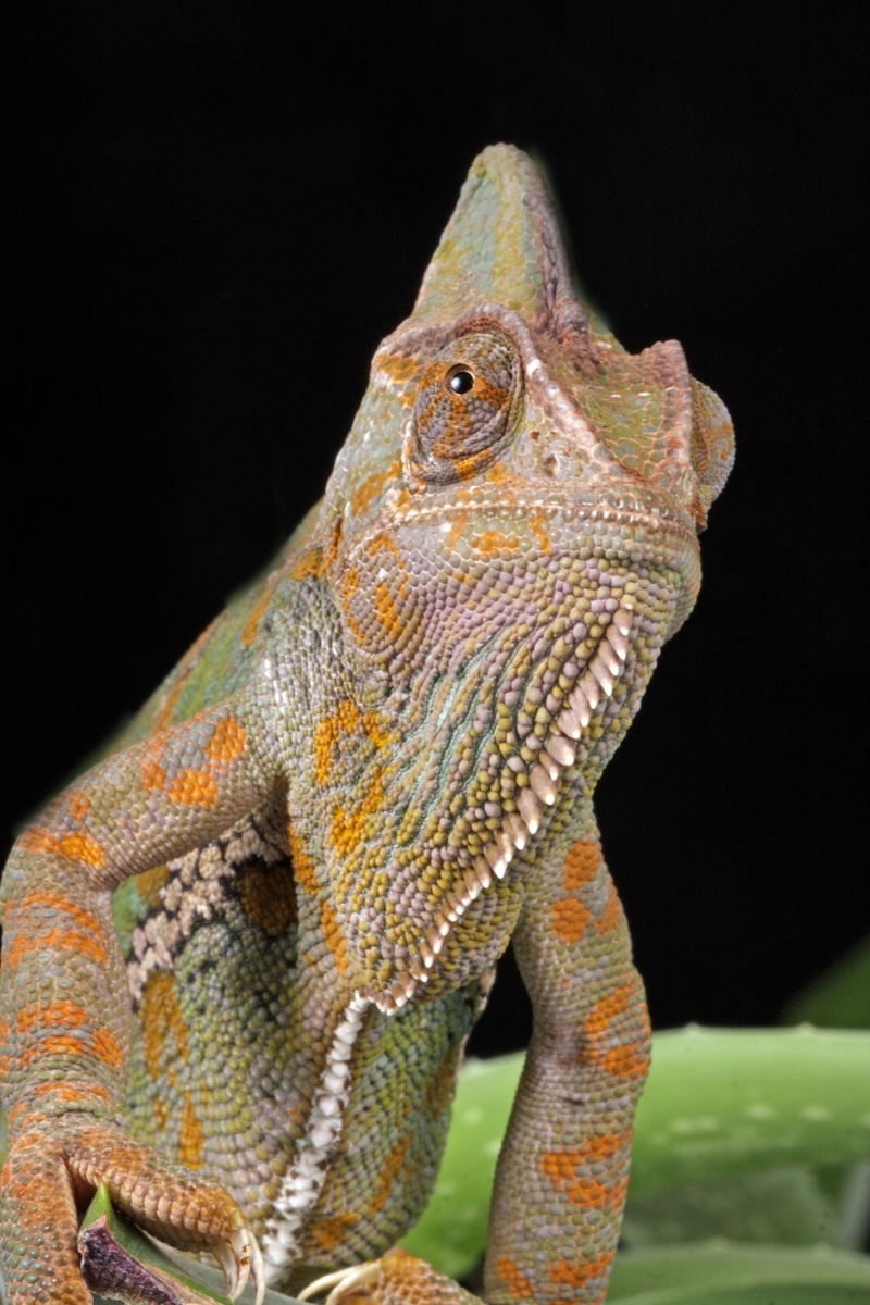 chameleon, vertebrate, animal scale, scales, iguana, nature, macro, studio shot, portrait, image, photo, details, lizard, looking, animal, yemen chameleon