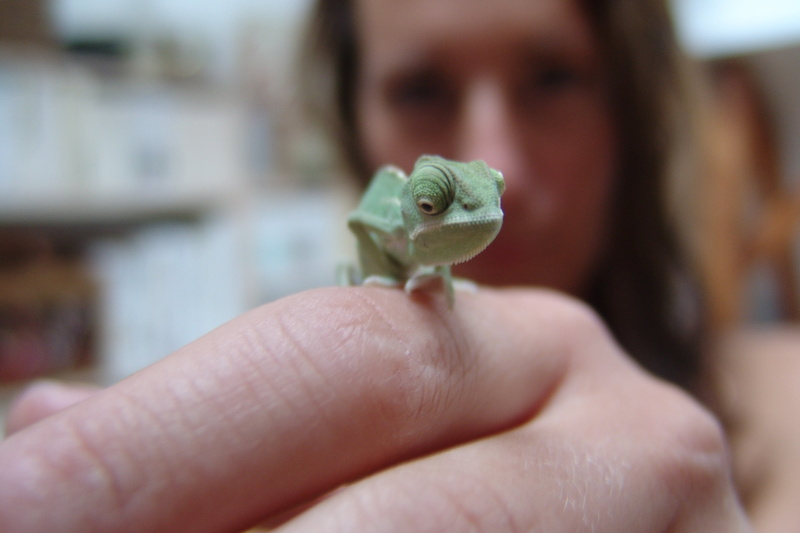 terrarium animals, lizard, chamaeleo chamaeleon, care, yemen chameleon, one person, indoors, pets, hand, day, human body part, holding, reptile, finger