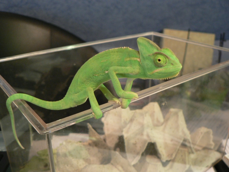 animal themes, vertebrate, 1080P, focus on foreground, transparent, side view, close-up, one animal, animals in the wild, animal, lizard, animal eye, no people