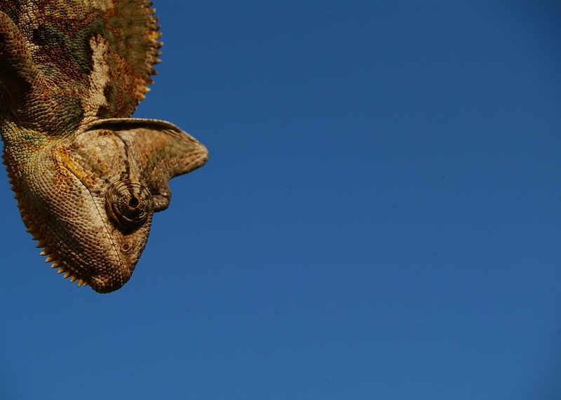 yemen chameleon, day, clear sky, head, animal body part, outdoors, lizard, reptile, sky, animal wildlife, one animal, low angle view, animal head, iguana