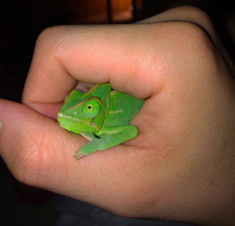 animal wildlife, chameleon, human body part, human hand, terrarium animals, holding, insect eater, hand, finger, one animal, focus on foreground, unrecognizable person