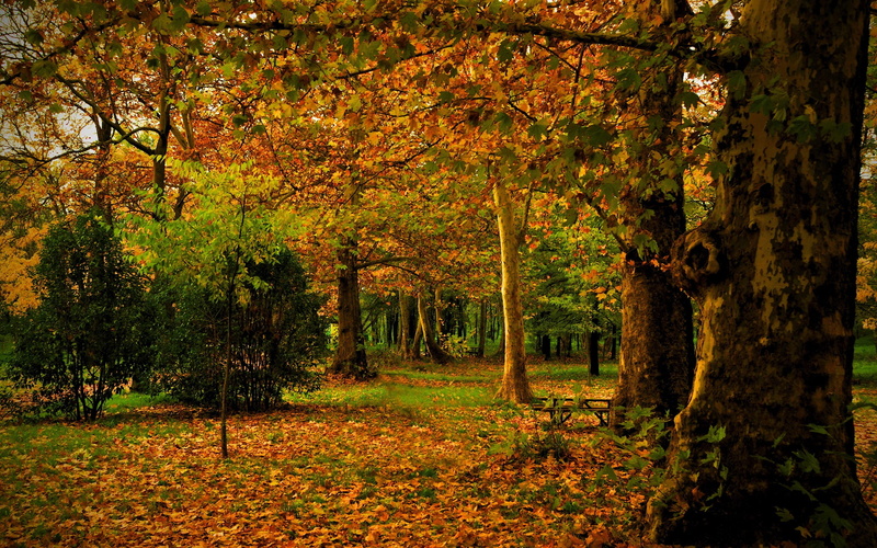 Leaves, Nature, Campo, Autumn, 2K, Spain, Park, Trees, Madrid
