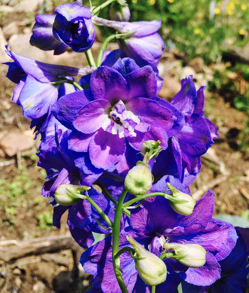 purple, nature, growing, flower, freshness, 2K, no people, outdoors, fragility, focus on foreground, hues, united states, springtime, garden, bunch of flowers