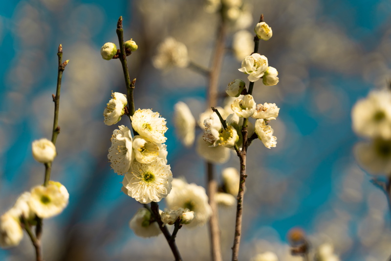 tree, growth, animal, bee, fragility, pollen, no people, vulnerability, softness, focus on foreground, bud, day, insect, china, plant, sprout, purple mountain