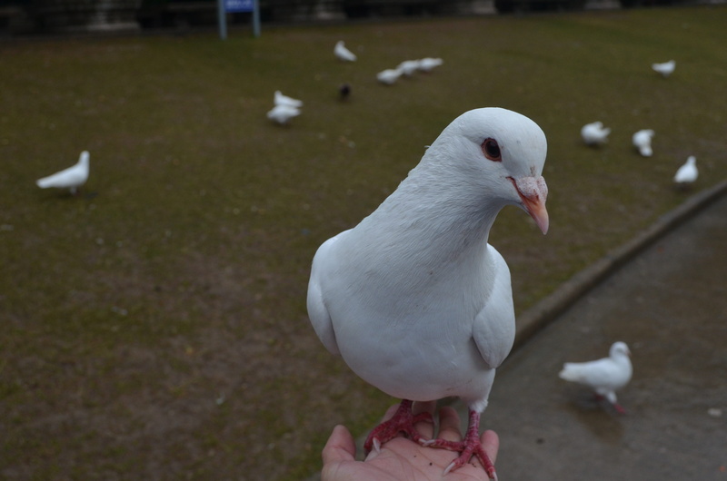 perching, seagull, 4K, day, animals in the wild, pigeons, focus on foreground, nanjing, white color, people, vertebrate, animal wildlife, nature, dove - bird