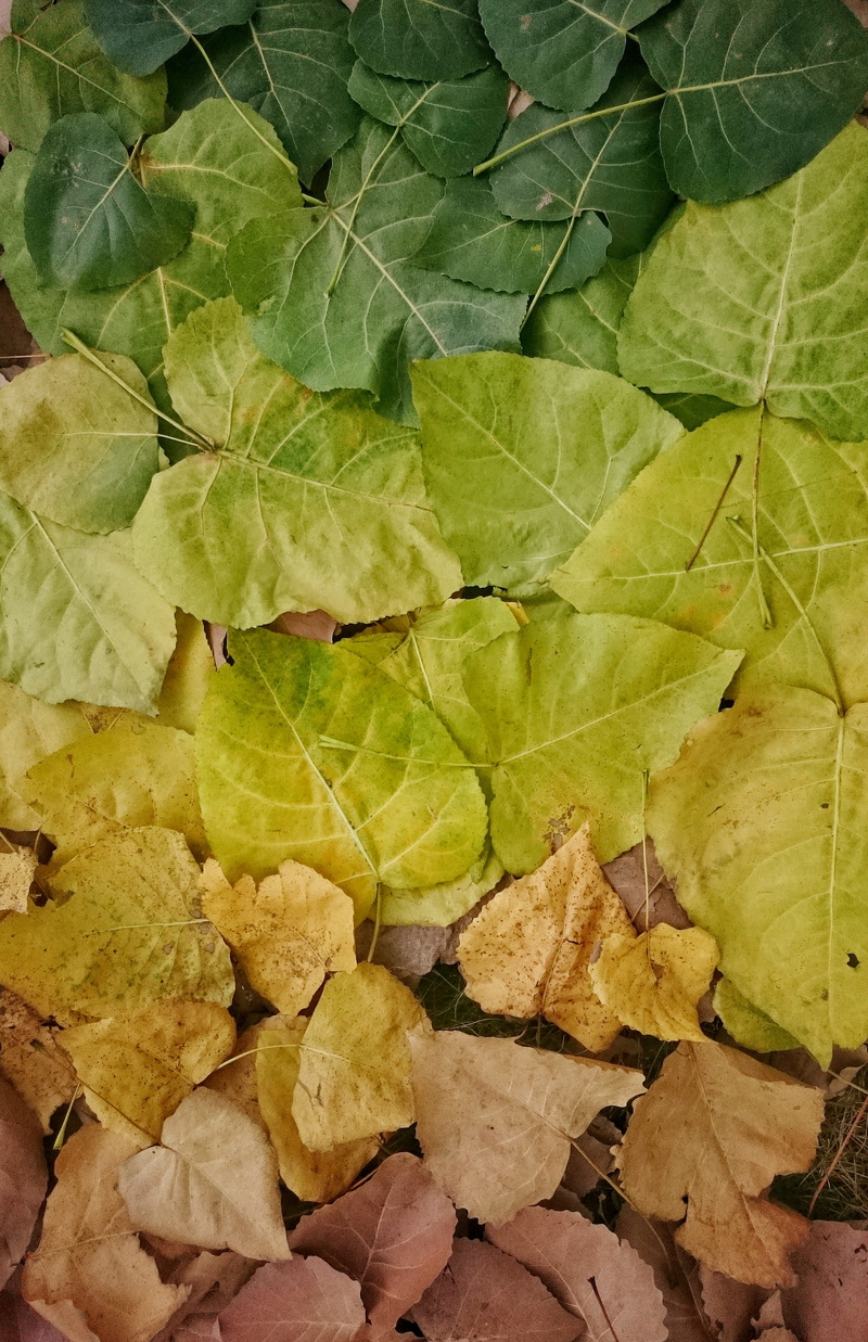 leaves, nature, backgrounds, dry, nan yuan lu, nanjing shi, day, leaf, plant part, leaf vein, plant, directly above, autumn, outdoors, 4K, natural pattern