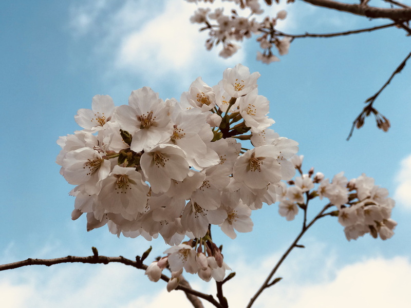 spring, springtime, plant, flowering plant, beauty in nature, 4K, fragility, close-up, nature, freshness, outdoors, season, cherry tree, tree, twig, petal