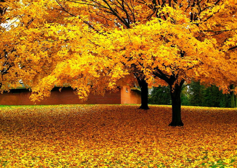 landscape, change, scenics - nature, no people, 720P, autumn, grass, trees, plant part, outdoors, park, land, house, leaves, growth, day, orange color