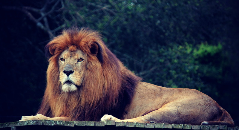 male animal, nature, animal themes, outdoors, photography, vertebrate, feline, jungle, tree, animal, roof, lion - feline, monkey, animal wildlife, mammal