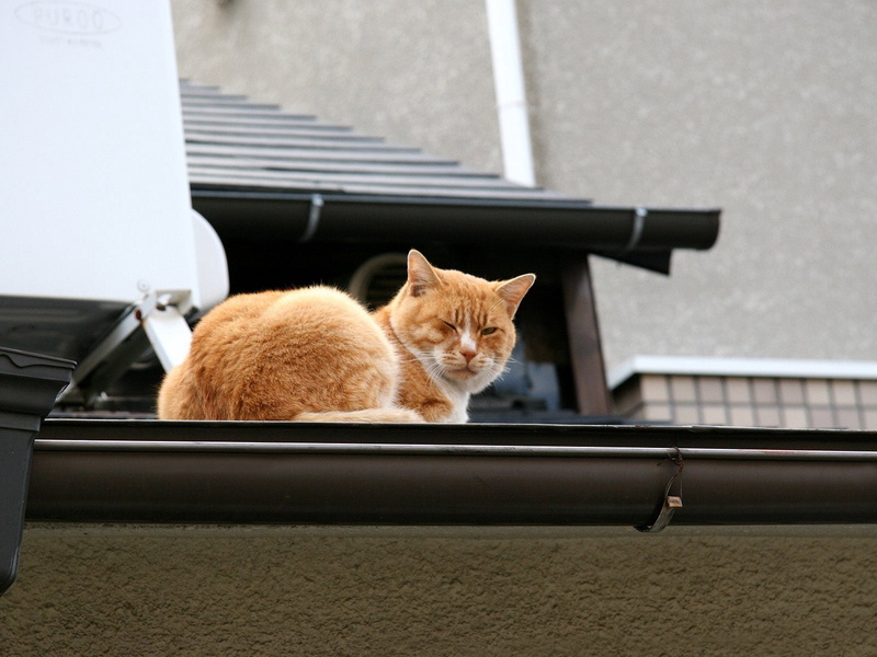 sitting, winking, vertebrate, ginger cat, roof, domestic cat, pets, domestic, orange, relaxation, domestic animals, mammal, lying, 720P, brown, looking