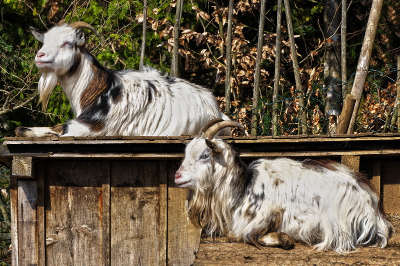 day, goats, animal, land, herbivorous, sun, lying, plant, nature, goatee, wood - material, domestic, one animal, wildlife photography, pets, pet, barrier