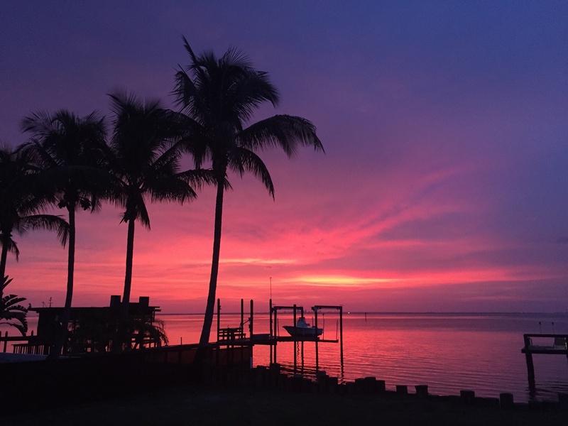 sea, horizon over water, water, florida, horizon, tree, 2K, scenics - nature, beach, palms, cloud - sky, beauty in nature, palm tree, sunset, sky, outdoors