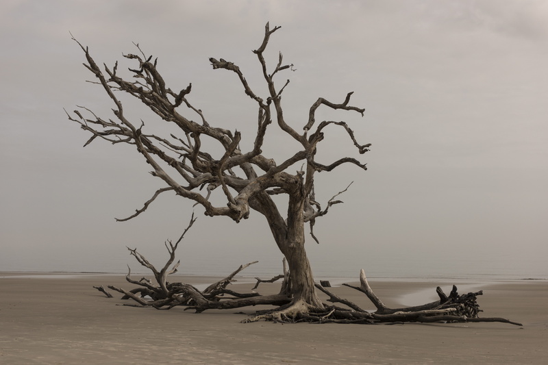 tranquility, day, alone, wood, nature, beauty in nature, loneliness, lonely, dead plant, brown, wooden, plant, environment, bare tree, sea, branch, sand