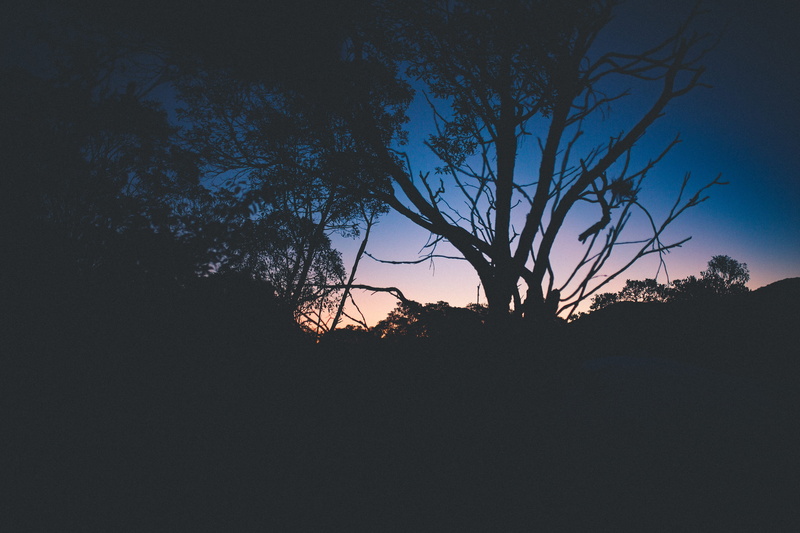 tranquil, peaceful, beauty in nature, growth, nature, clear sky, tranquil scene, dawn, plant, no people, sunset, backlit, branches, scenic