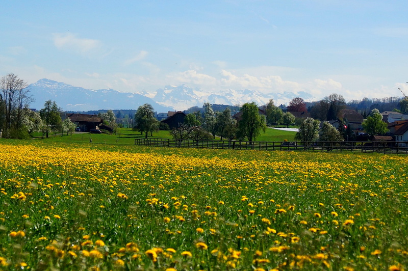 environment, flower, rural Scene, fruelingswiese, scenics - nature, blue, scenics, springtime, flowerbed, tranquil scene, no people, agriculture, land