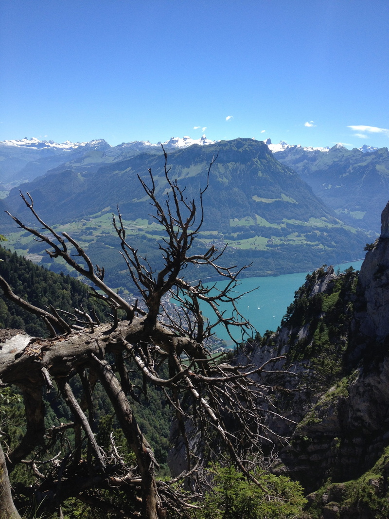 plant, beauty in nature, tranquility, wilderness, outdoors, no people, lake lucerne region, tranquil scene, 2K, switzerland, rigi hochfluh, travel, mountain range