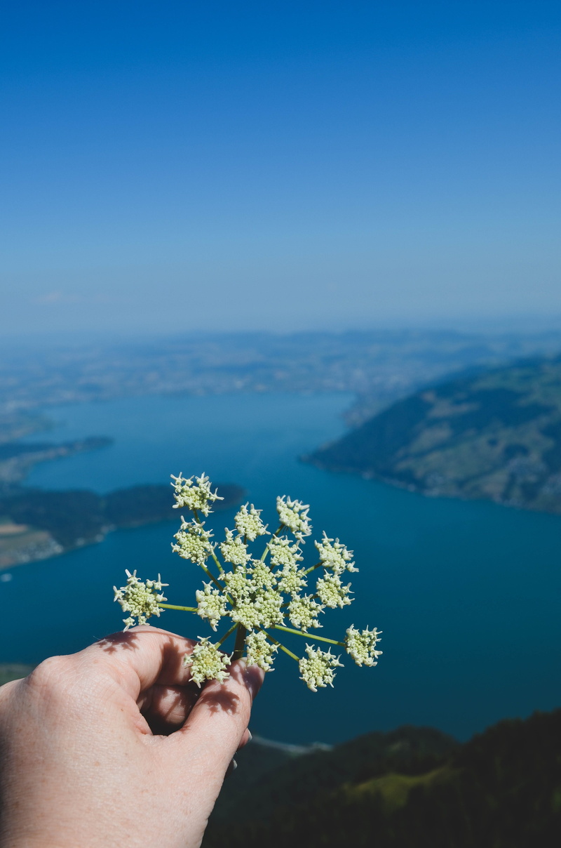 day, scenics - nature, rigi kulm, leisure activity, human hand, sky, hand, blue, lifestyles, 4K, mountain range, holding, outdoors, flower, beauty in nature