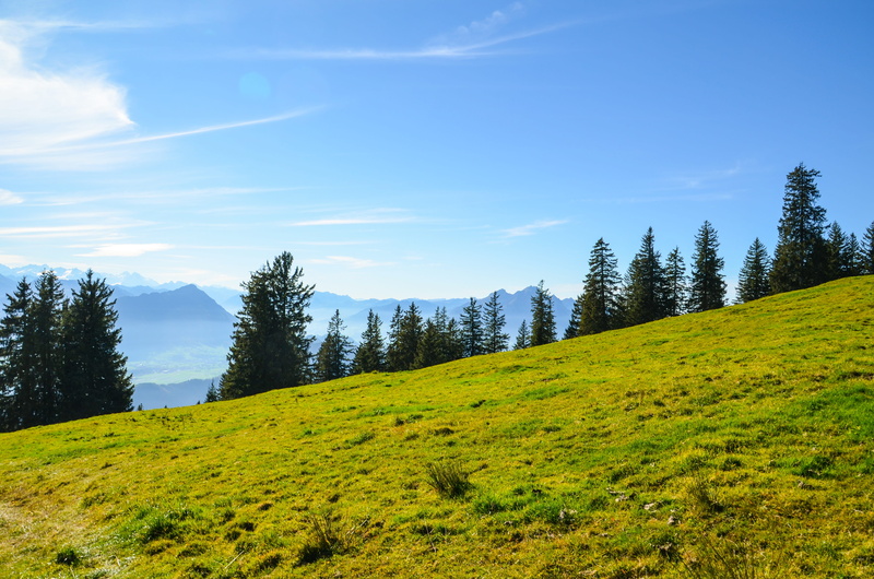trail, plant, rigi, growth, scenics - nature, nature, forest, switzerland, green color, tranquility, distant view, coniferous tree, outdoors, cloud - sky