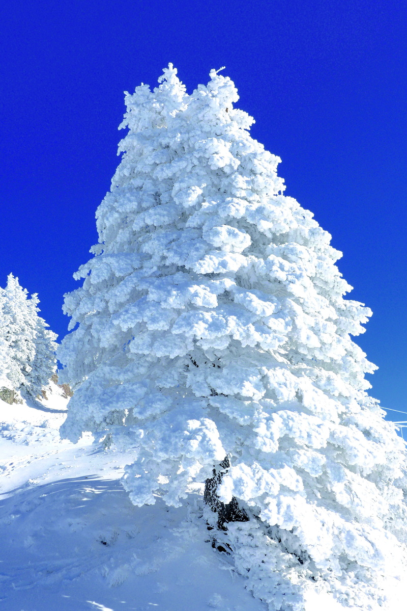 snowcapped mountain, frost, central switzerland, nature, mountain, cold - Temperature, season, white color, sculpture, forest, cold temperature, tranquility