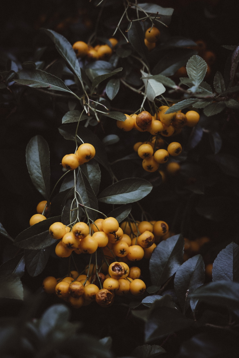 tree, berry fruit, healthy eating, growth, fruits, fruit, yellow, berries, ripe, no people, leaf, day, freshness, selective focus, green, food and drink