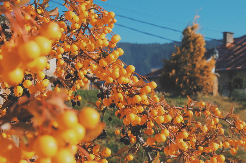 close, healthy eating, photo, change, food and drink, winemaking, berries, orange color, plant part, sky, orange, outdoors, leaf, beauty in nature, yellow
