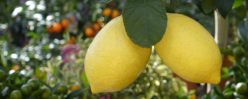 photo, food, banner, food and drink, fruits, fruit tree, close, shell, agriculture, nature, 5K, growth, lemon tree, focus on foreground, healthy eating