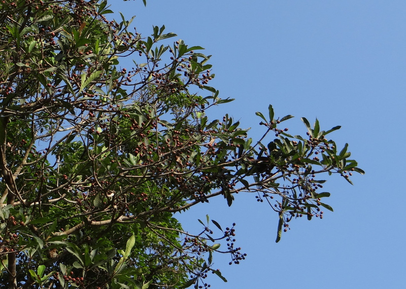 aglaia, clear sky, fruit, punyava, day, leaf, tree, no people, growth, forest, Aglaia Elaeagnoidea, blue, western ghats, branch, sky, 2K, meliaceae, roxburghiana