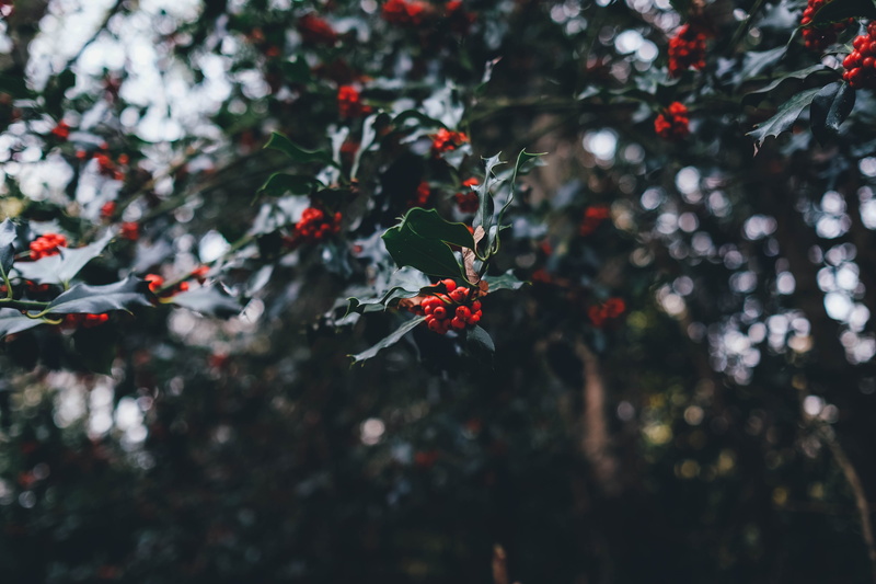 outdoors, fruit, red, flowers, photography, branch, cherry, winter, close, nature, selective focus, food and drink, season, round, no people, beauty in nature