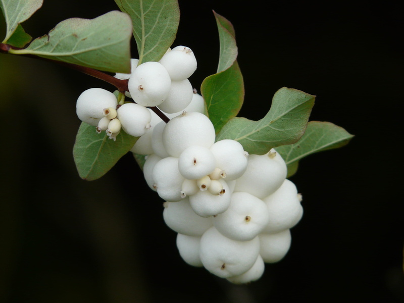 Bush, snowberry albus, food and drink, freshness, white, no people, 2K, beauty in nature, nature, Ordinary, photo, flower head, ordinary schneebeere, vulnerability