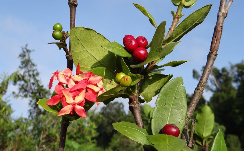 flowering plant, beauty in nature, food, western ghats, flame of the woods, cherry tree, wild ixora, no people, outdoors, food and drink, jungle flame