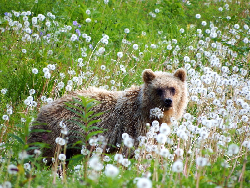 meeting, Animal, dandelions, fringe, Wild Beast, vertebrate, no people, forest, daytime, one animal, animal themes, plant, field, summer, wildflower, uncultivated