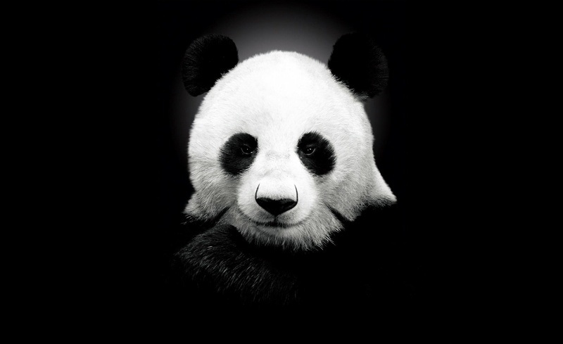mammal, studio shot, endangered species, Wild, Black, white, giant panda, looking at camera, portrait, Animal, no people, animal wildlife, one animal, animal body part